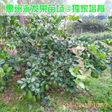 台湾香水柠檬果树苗/当年结果柠檬苗 四季 果树苗/地栽盆栽果苗