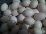鸽子种蛋  鸽子受精蛋 鸽子孵化用蛋