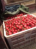 农家自种小番茄新鲜水果千禧圣女果樱桃番茄孕妇水果4斤包邮