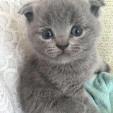 【暑期特价】苏格兰折耳猫 苏折蓝猫包子弟弟 纯种折耳喵宠物猫