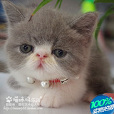 【已领展示】蓝白加菲猫异国短毛猫纯种血统宠物猫咪【湛江】