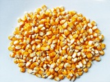 颗粒玉米、农家自产、营养健康、五谷杂粮玉米、无公害玉米