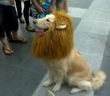 宠物变身搞怪 假发大狗围脖 搞笑带耳朵狮子头套 帽子