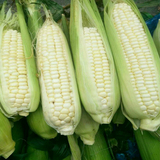 新鲜玉米棒水果玉米甜玉米 农家带皮蔬菜零食现采摘玉米粒5斤包邮