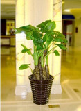 办公室客厅室内大型盆栽 高档盆栽滴水观音 绿色观叶植物净化空气