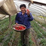 草莓新鲜水果红颜奶油大草莓红颊草莓3斤江苏上海无锡顺丰包邮