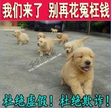 上海浦东 家养 纯种 大头 金毛犬幼犬 狗狗出售  支付宝 全国发货