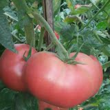 云南新鲜西红柿 有机番茄 无公害绿色蔬菜 生鲜农家一件6斤装包邮