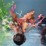 皇冠信誉 三角红芋 红芋睡莲 1株 水中叶 鱼缸中前景造景水草