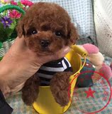 上海出售茶杯玩具体纯种红贵宾红泰迪幼犬宠物犬泰迪迷你袖珍泰迪