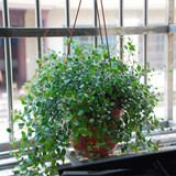 特价室内客厅壁挂盆栽植物花卉绿植千叶吊兰防辐射吸甲醛净化空气