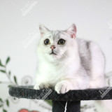 英国短毛猫 银渐层 渐层 纯种 立耳 英短 公猫 白猫 折耳 宠物猫