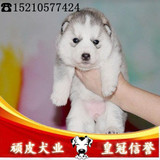 北京灰色哈士奇幼犬 宠物狗狗雪橇犬可送货挑选 三把火双蓝眼