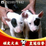 北京出售宠物狗狗名犬牛头梗幼犬 海盗眼牛头梗公母都有 实拍
