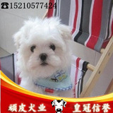 北京纯种马尔济斯幼犬 宠物狗狗名犬马尔济斯犬 可来场挑选 实拍