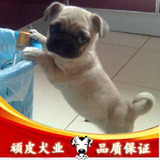 巴哥幼犬聪明健康 北京犬舍出售巴哥犬 宠物狗狗巴哥可送货