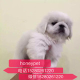 出售纯种京巴犬幼犬北京犬小型犬白色京巴宠物狗狗活体狮子狗狗