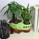 发财树 富贵竹组合 节节高 绿植盆栽 室内办公桌防辐射植物包邮