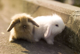 荷兰垂耳兔 垂耳兔宝宝 折耳兔活体 兔子 宠物兔 极品垂耳兔