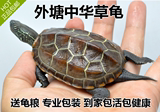 大小乌龟活体 中华草龟冷水龟陆金线墨龟一只8-10厘米包邮