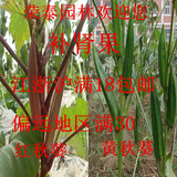 蔬菜红秋葵种子批发四季播种日本黄秋葵苗盆栽花卉多肉植特价物种