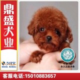 出售家养/棕色茶杯体/小型玩具体/泰迪幼犬/宠物狗 /北京免费送货