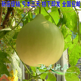 【农家圆瓢菜葫芦种子】 圆瓢菜 可做瓢 瓠瓜 庭院种植 老口感