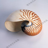 特价促销海洋标本12-13cm鹦鹉螺工艺品四大名螺海螺贝壳工艺摆件