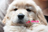 重庆狗狗之家 顶级美系极品纯种 赛级金毛幼犬出售 大型犬狗出售