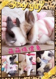 icebaby新款兔子家纯种 家养 活体宠物垂耳兔 盖脸猫猫兔 兔 礼物
