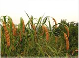 小黄米农产品特产粗粮五谷杂粮养生粥农家有机小米食品粮食月子米