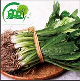 老缅芫荽 傣族特产泰国菜傣味必备香菜 世上最香的芫荽新鲜蔬菜