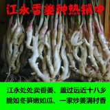 湖南江永特产子姜新鲜生姜现挖嫩生姜农家土仔姜香姜种老姜种10斤