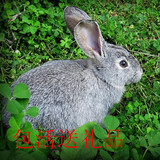 兔子活体宠物肉兔成长系巨大兔宝宝灰兔包邮包活注射疫苗送礼品