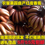 新鲜水果广西红皮香蕉 5斤包邮果园直发 咖啡蕉 玫瑰蕉 红色香蕉