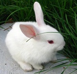 迷你兔宠物兔子 活体小白兔 灰兔 黑兔 家兔 肉兔 两只包邮 送笼