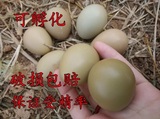 野鸡蛋 山鸡蛋 珍珠鸡蛋 绿壳蛋 种蛋 受精蛋