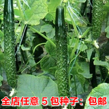 四季播 翠玉黄瓜种子 20粒 阳台种菜/盆栽水果蔬菜 易种植/可批发