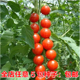 四季播 樱桃番茄种子 30粒 阳台种菜/盆栽水果蔬菜 易种植/可批发
