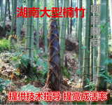 大型楠竹种毛竹 高达20米湖南毛竹种南竹国内最大型竹子种苗根茎
