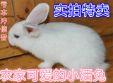 宠物兔兔子活体公主兔小白兔包活健康打疫苗可繁殖肉兔新西兰伊拉
