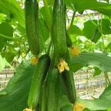 荷兰小黄瓜种子 水果黄瓜 迷你黄瓜 非转基因蔬菜籽 瓜种四季可播