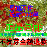 正宗蔬菜种子树状番茄攀援西红柿辣椒番茄树阳台盆栽桩四季种植