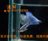 孔雀鱼蓝草尾兰草观赏鱼热带鱼活体缎带大c蝶翼燕尾种鱼纯种精品