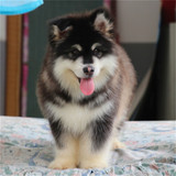 出售纯种阿拉斯加  阿拉斯加雪橇犬 宠物狗 活体幼犬 包健康