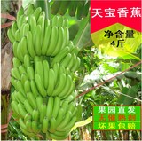 福建天宝农家特产banana新鲜青香蕉水果批发包邮4斤无催熟剂