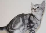 自家繁殖 纯种宠物猫 美国短毛猫 银虎斑美短 宠物活体 标斑