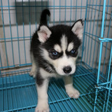 上海赛级哈士奇幼犬纯种宠物狗哈士奇犬公仔狗狗出售双蓝眼雪橇犬