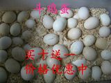 斗鸡蛋,斗鸡受精蛋,越南斗鸡种蛋,纯种越南斗鸡蛋,斗鸡蛋包邮