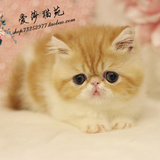 *爱莎猫苑的加菲猫*纯种红白异国短毛猫活体宠物/单CFA家养幼猫MM